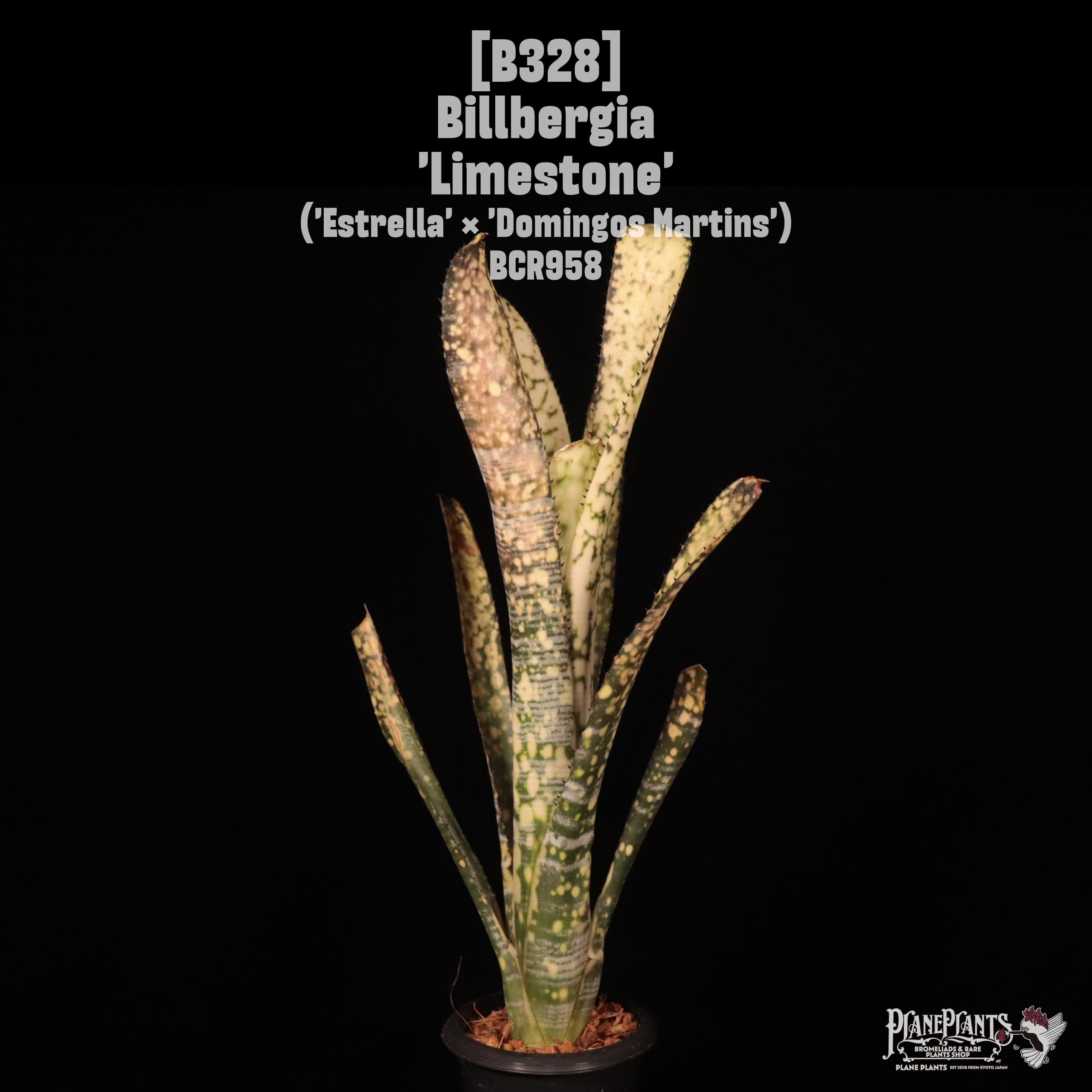 Jim Irvin Hybrid | plane plants