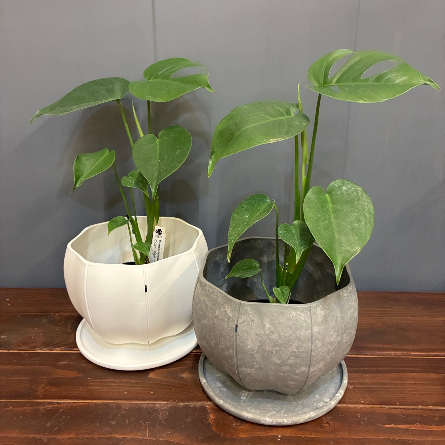 秋の植え替えフェア対象】【セット】モンステラ デリシオーサ