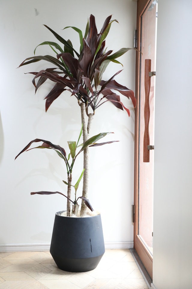 【渋谷区周辺エリア/配送料無料】【L/170cm】ドラセナ ブラックリーフ/Dracaena Black Leaf