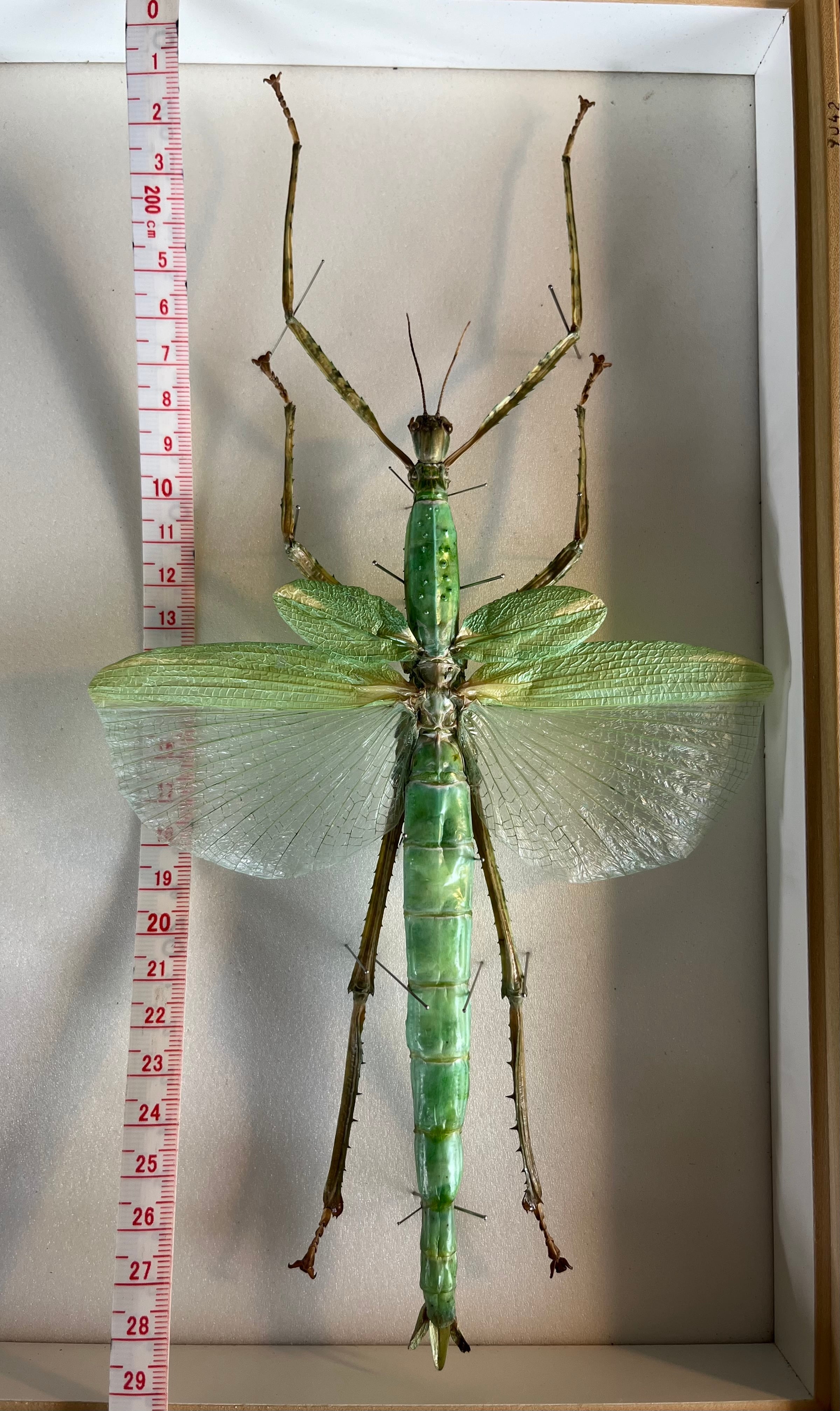 210mm】ゴライアスオオトビナナフシ 陸のザリガニ歩くソーセージ