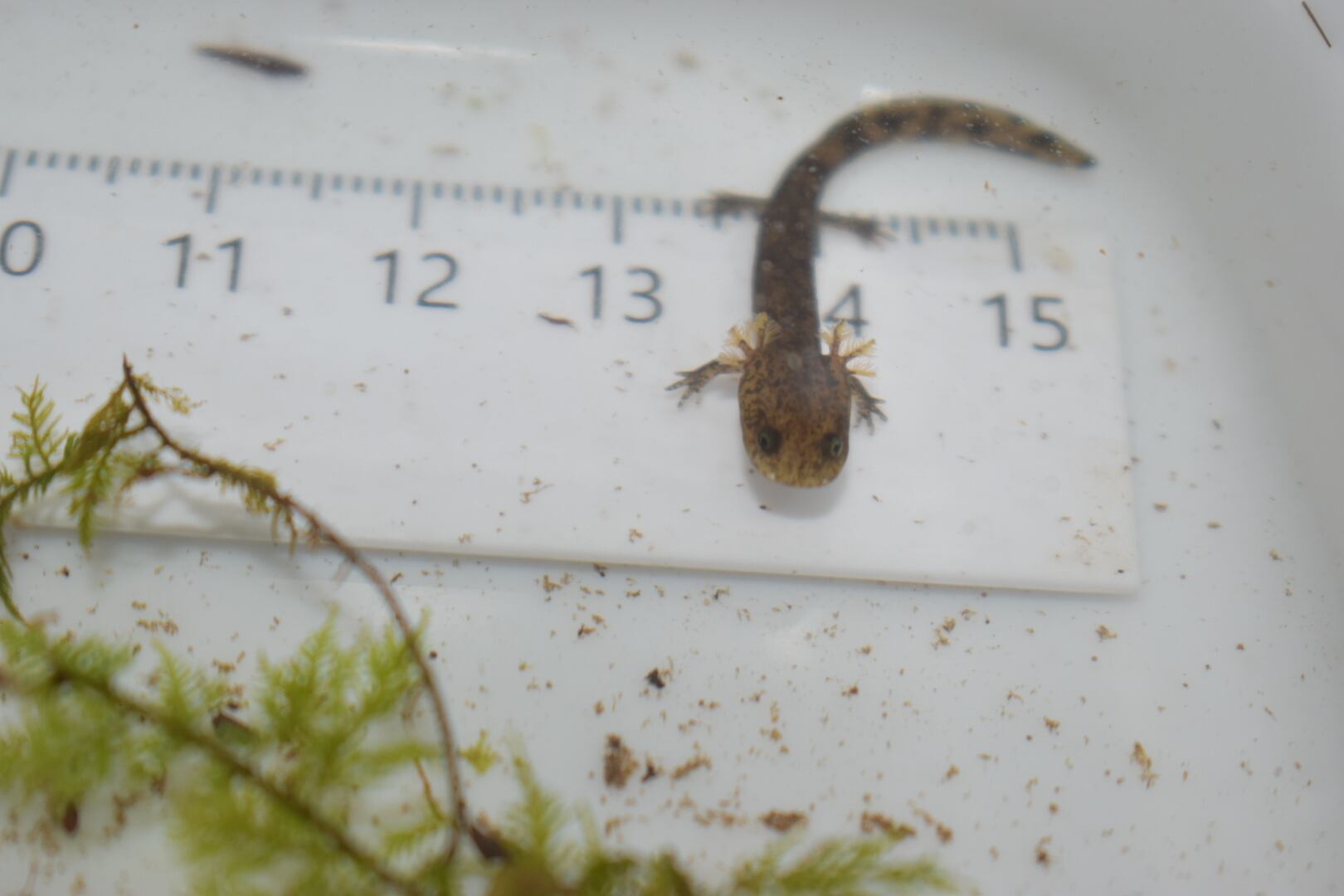 ヒダサンショウウオ 生体 1ペア 2匹セット ヒダサンショウウオ 生体 1ペア 2匹セット