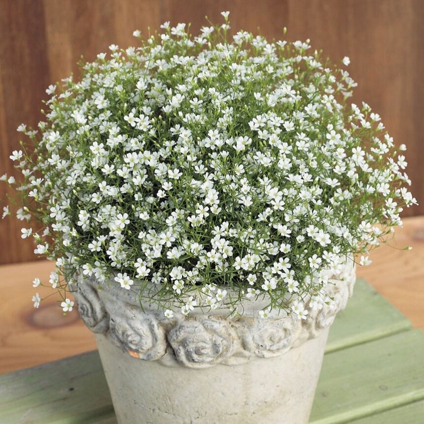 矮性かすみ草 ジプシーシリーズ 天空のバラ園 無農薬バラ苗 花苗 クレマチス ハーブ産直販売