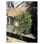 Osteomeles anthyllidifolia var. subrotunda