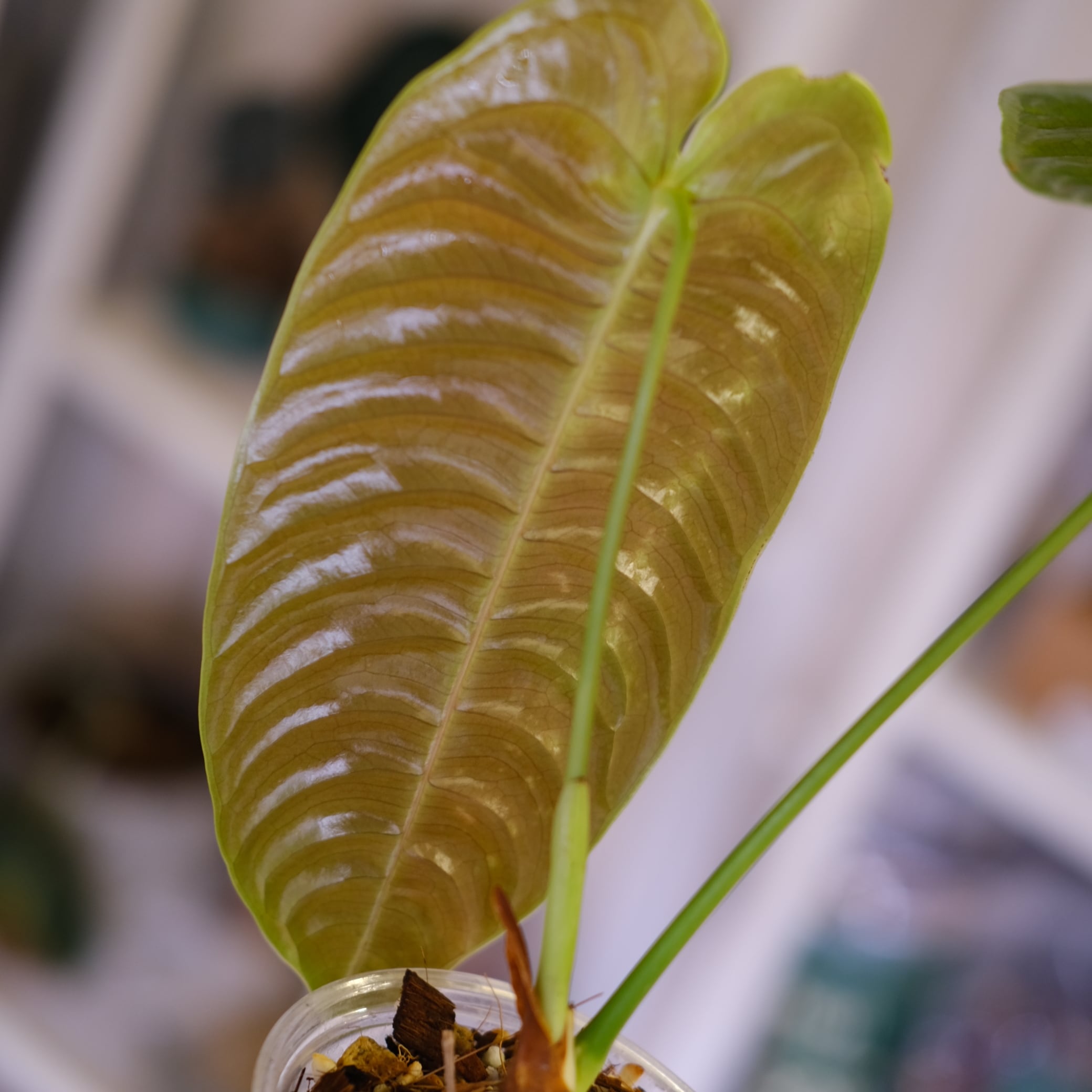 アンスリウム・ベイチー│Anthurium Veitchii⑤│観葉植物