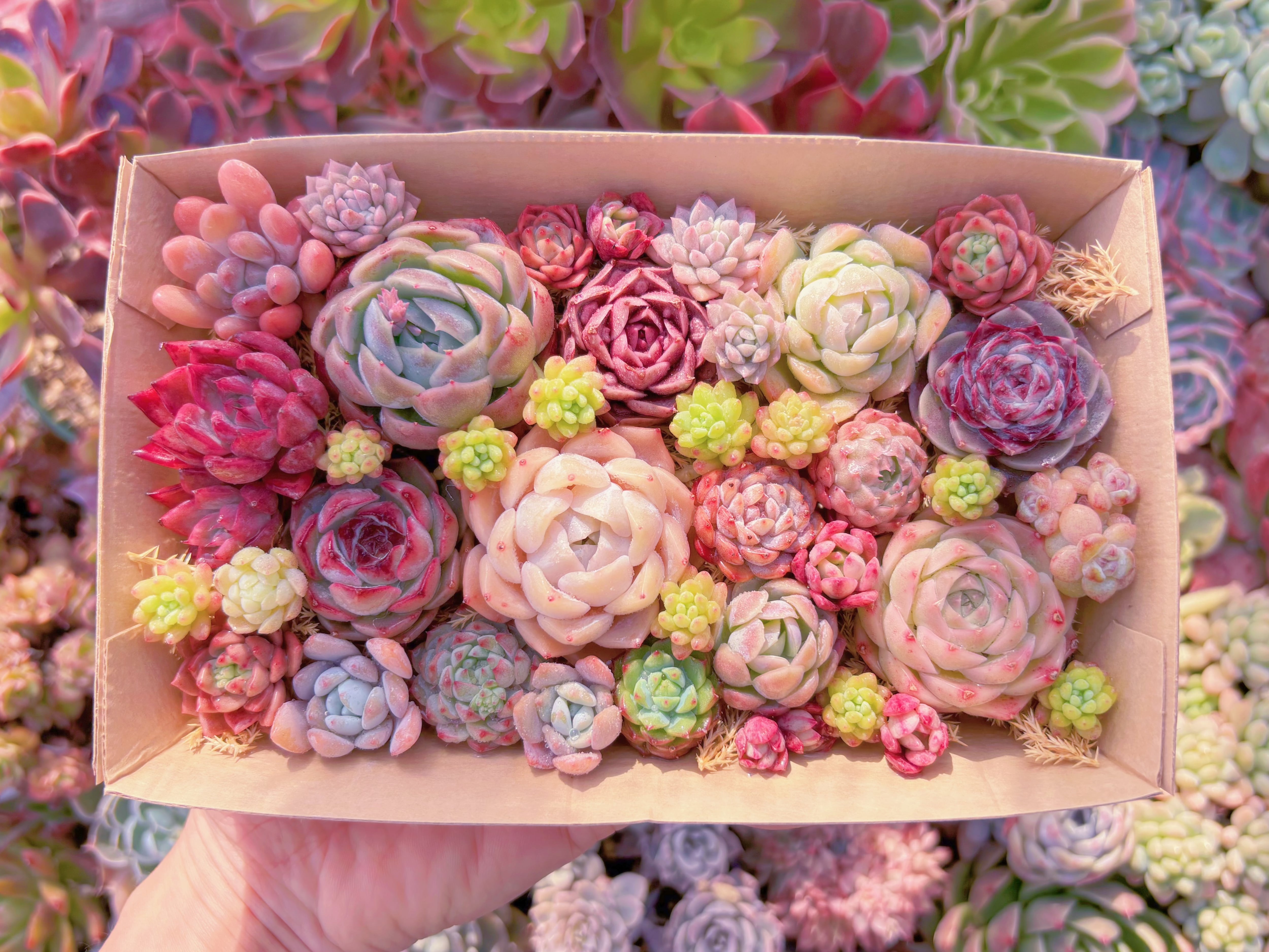 現品　寄せ植えセット#1005　12cmx20cm　るる農園