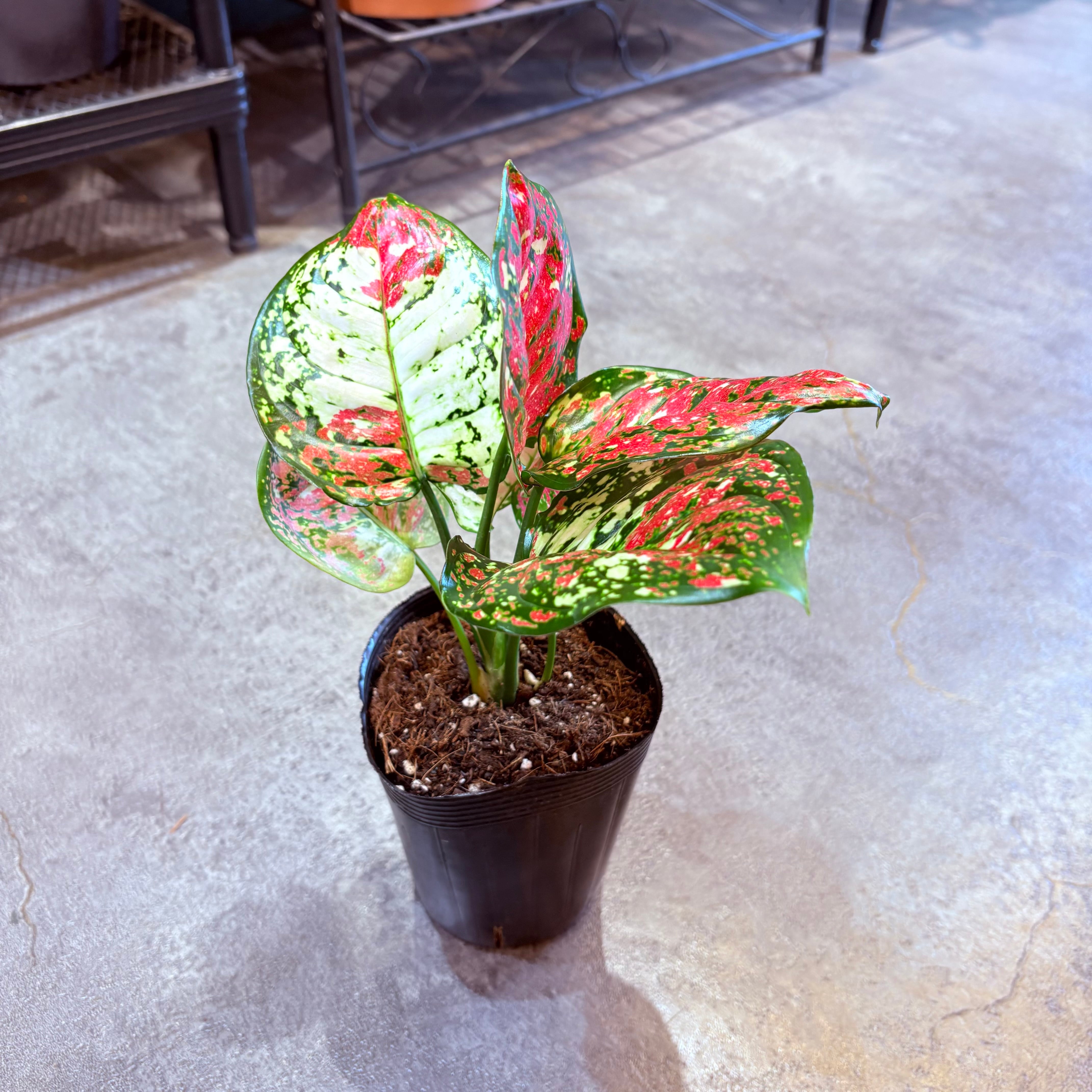 アグラオネマ アンヤマニートリカラー 3.5号 C | Green Vibes 宇都宮市