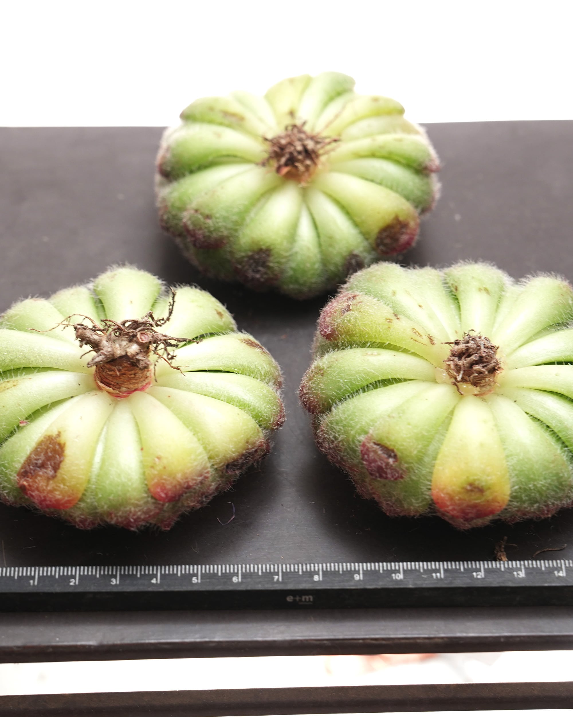 カット苗 アビウ Echeveria 'Abiu' | PUKUBOOK SUCCULENTS