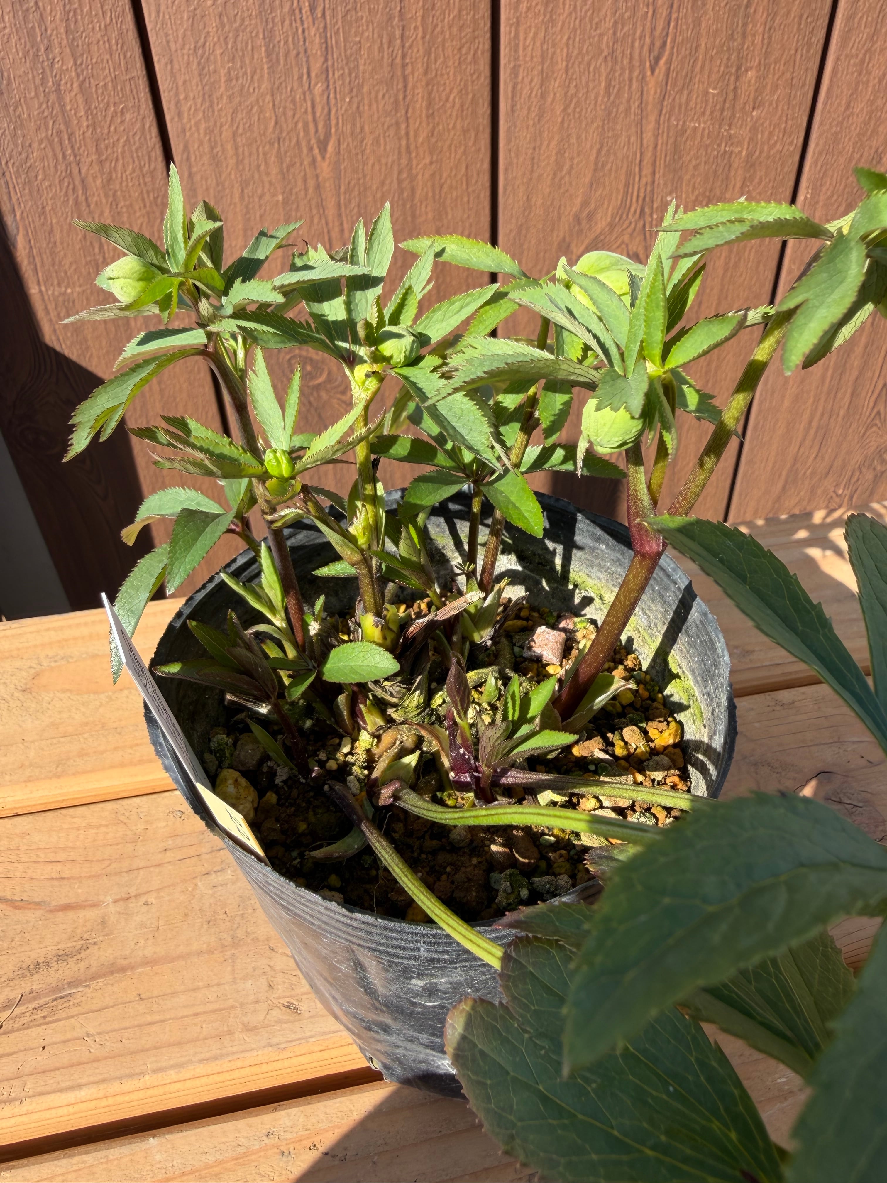 デュメ系dd 大木ナーサリー クリスマスローズ【Og22】送料無料