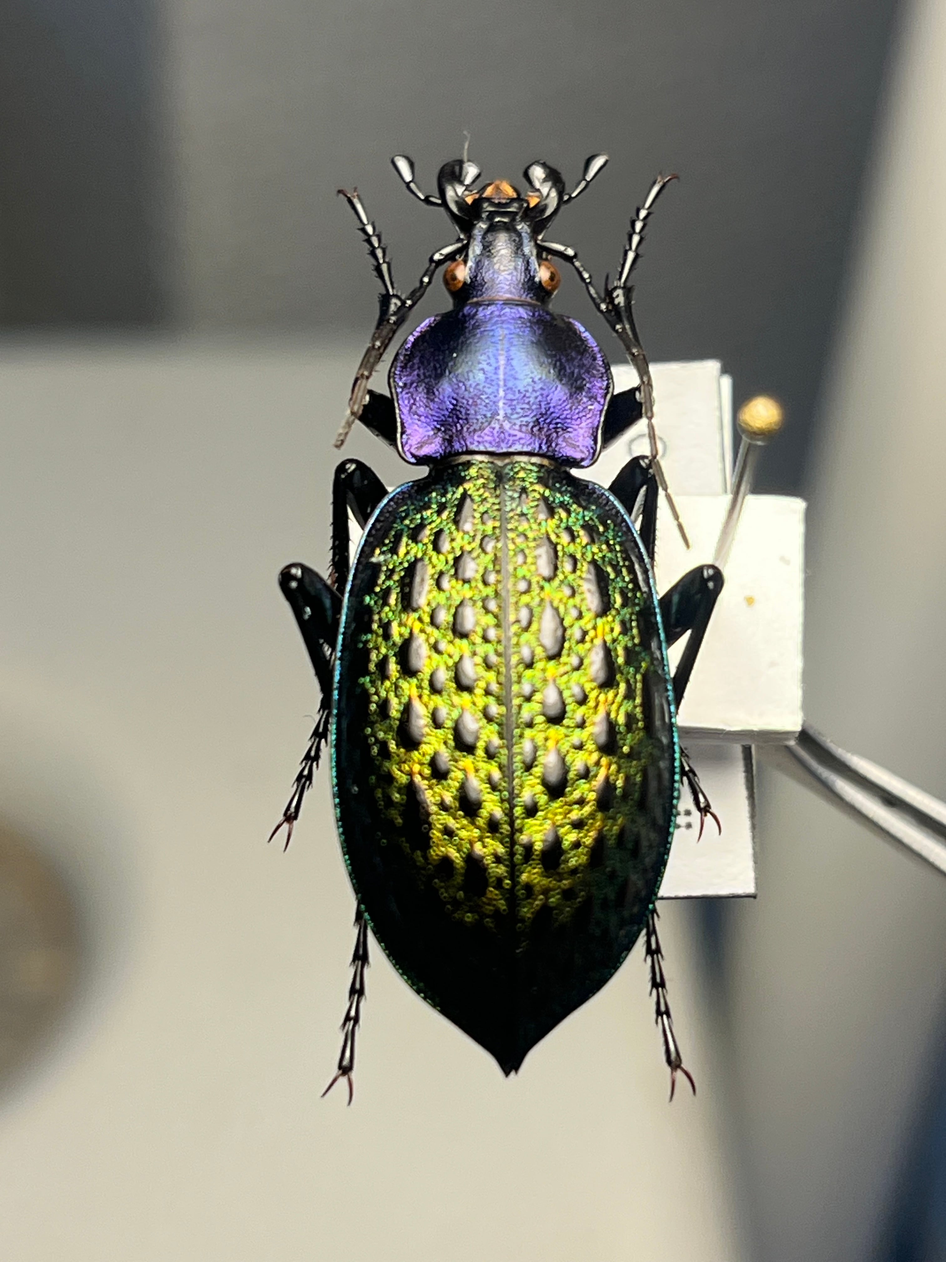 極美個体】エリスカブリモドキ オサムシ標本 オサムシ マイマイカブリ