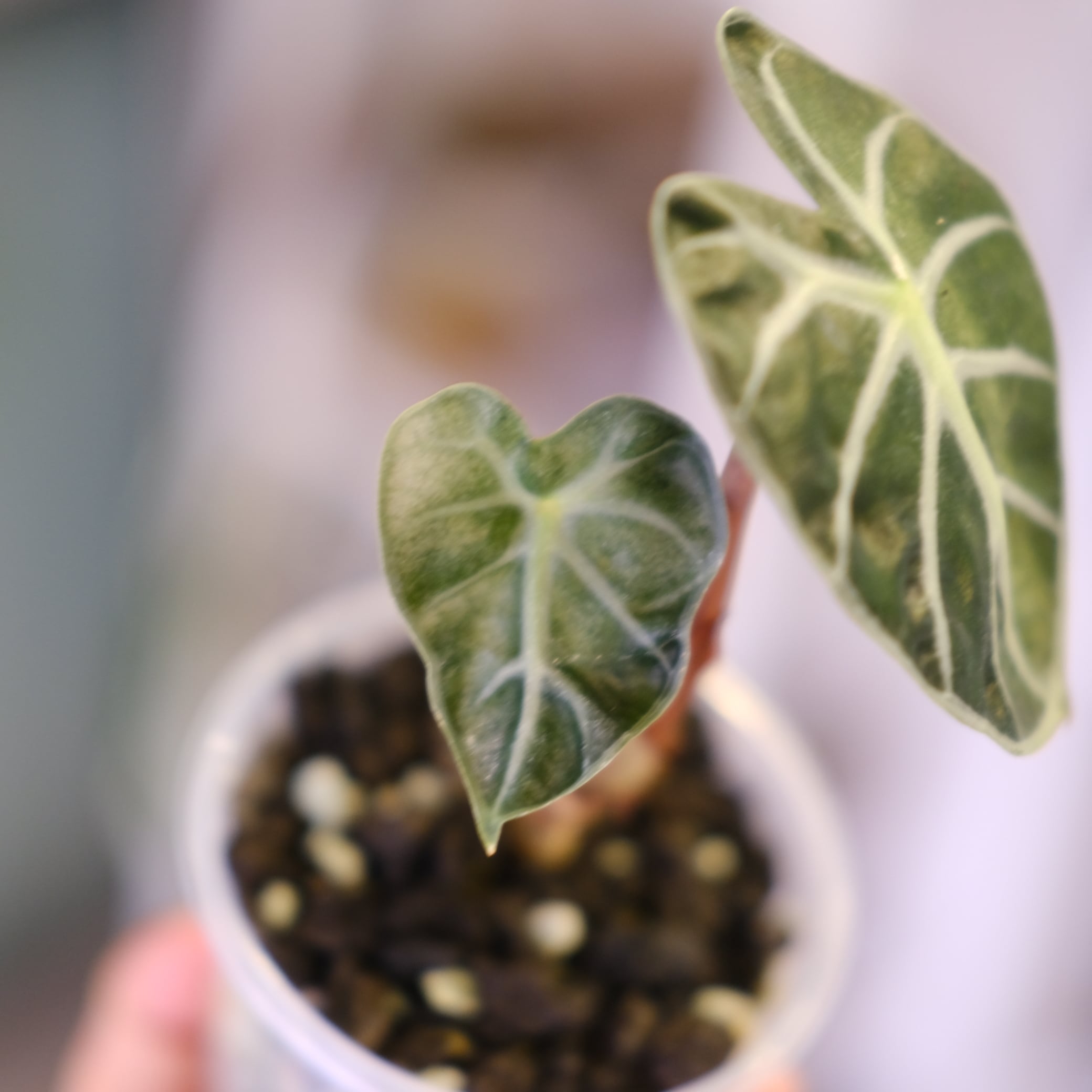 ALOCASIA HEART BALLON PINK VARIGATED│アロカシア ハートバルーン