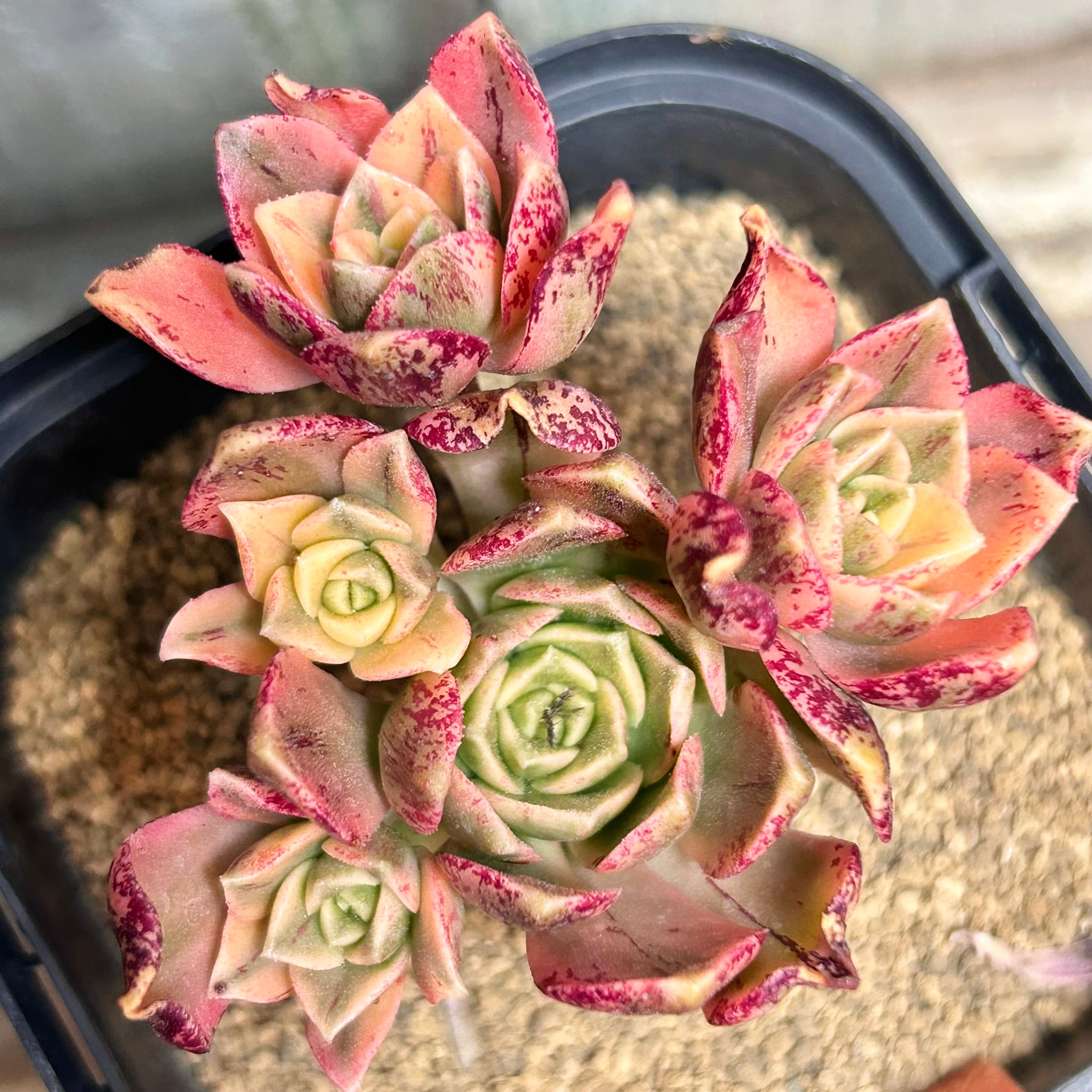 35#多肉植物アエオニウム錦❤️グリ一ンファイア一錦❤️碧火❤2頭12cm