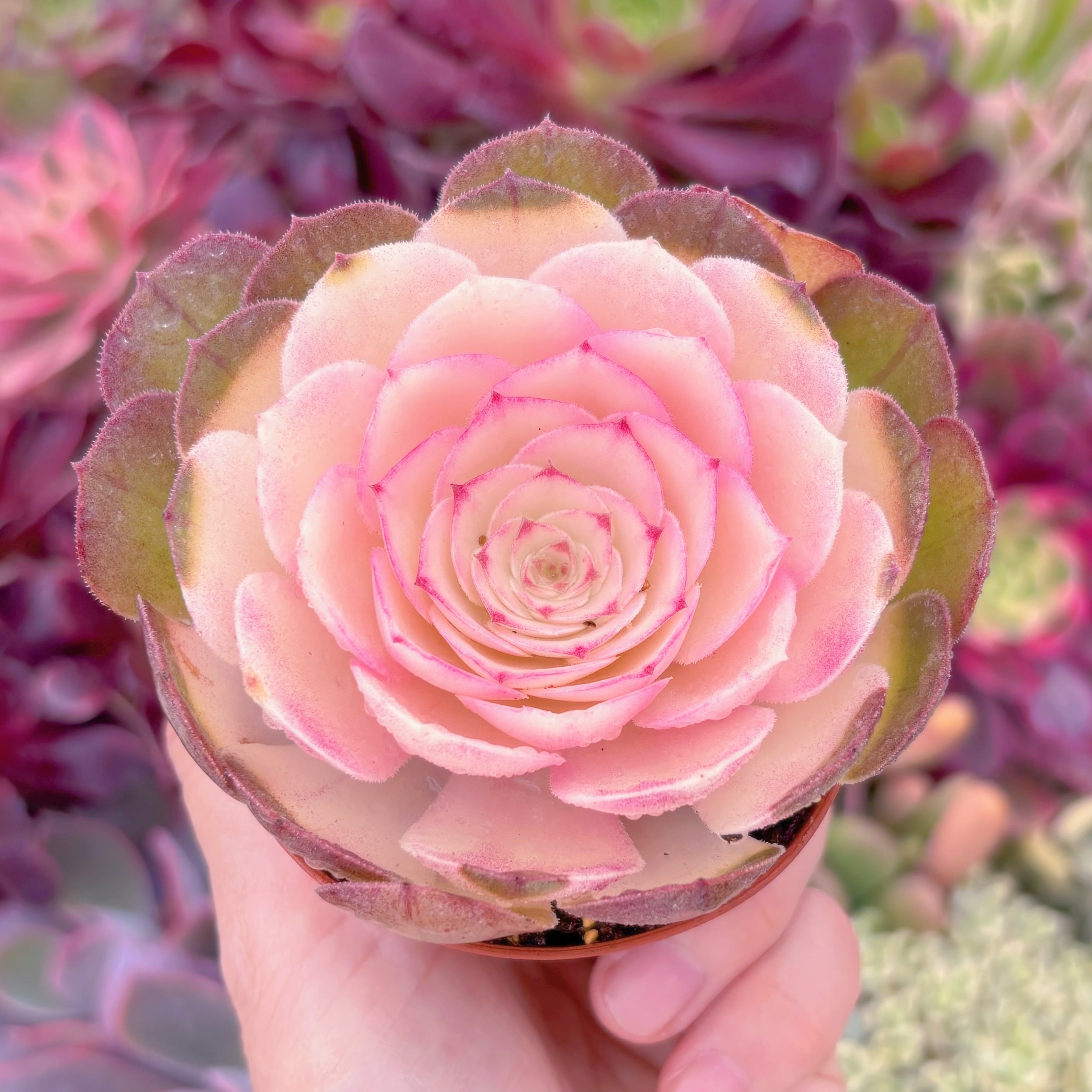 現品　ハロウィン錦#F086　るる農園