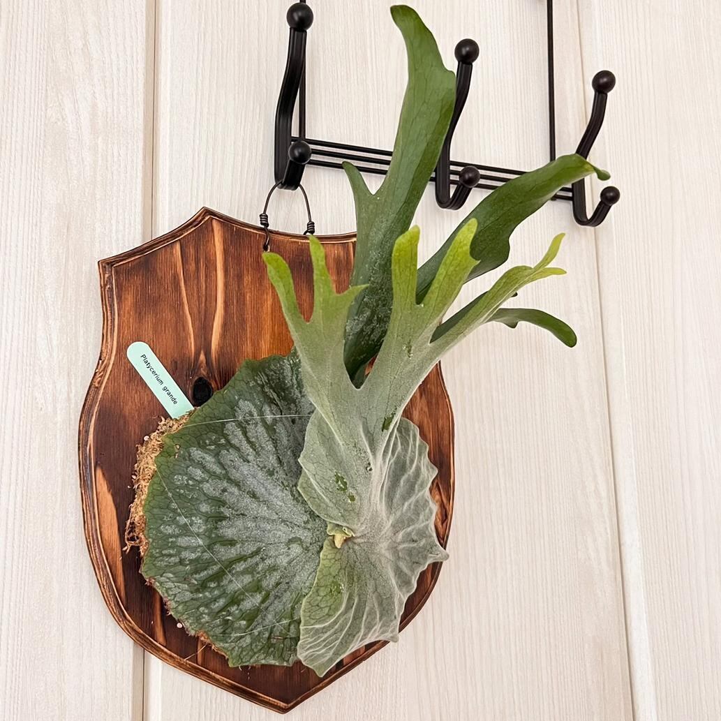 ビカクシダ グランデ 板付 【観葉植物 壁掛け コウモリラン】 | PAY ID