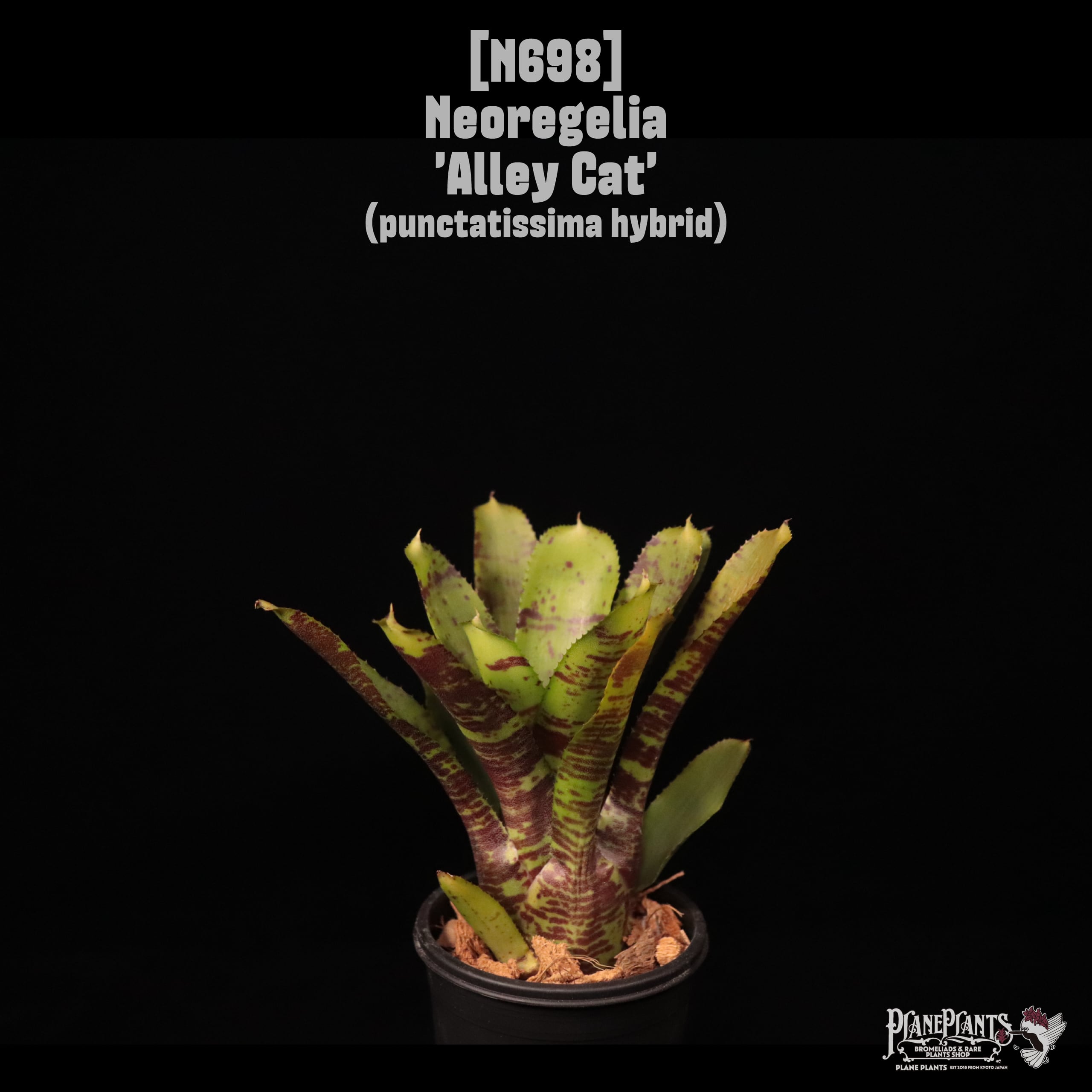 Neoregelia 'Alley Cat'〔ネオレゲリア〕N698