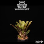 Neoregelia 'Alley Cat'〔ネオレゲリア〕N698
