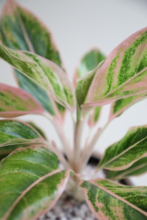 【M】アグラオネマ サイアムオーロラ/Aglaonema