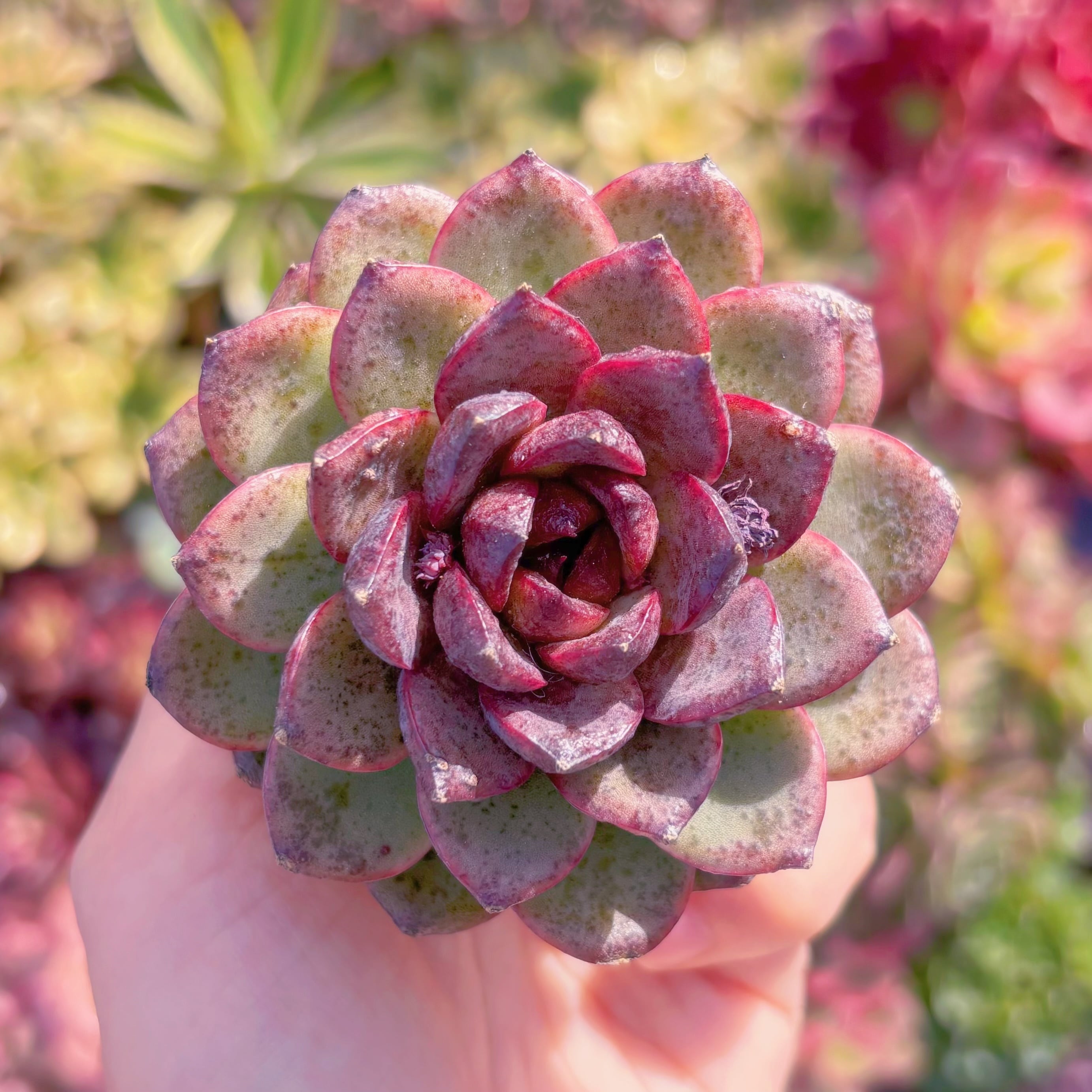 多肉植物　ブラックベア　新入荷　るる農園