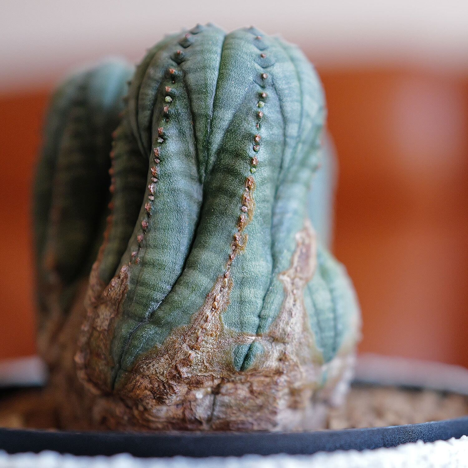 ダルマオベサ・モンストオベサ 2個セット ダルマオベサ・モンストオベサ 2個セット ダルマオベサ