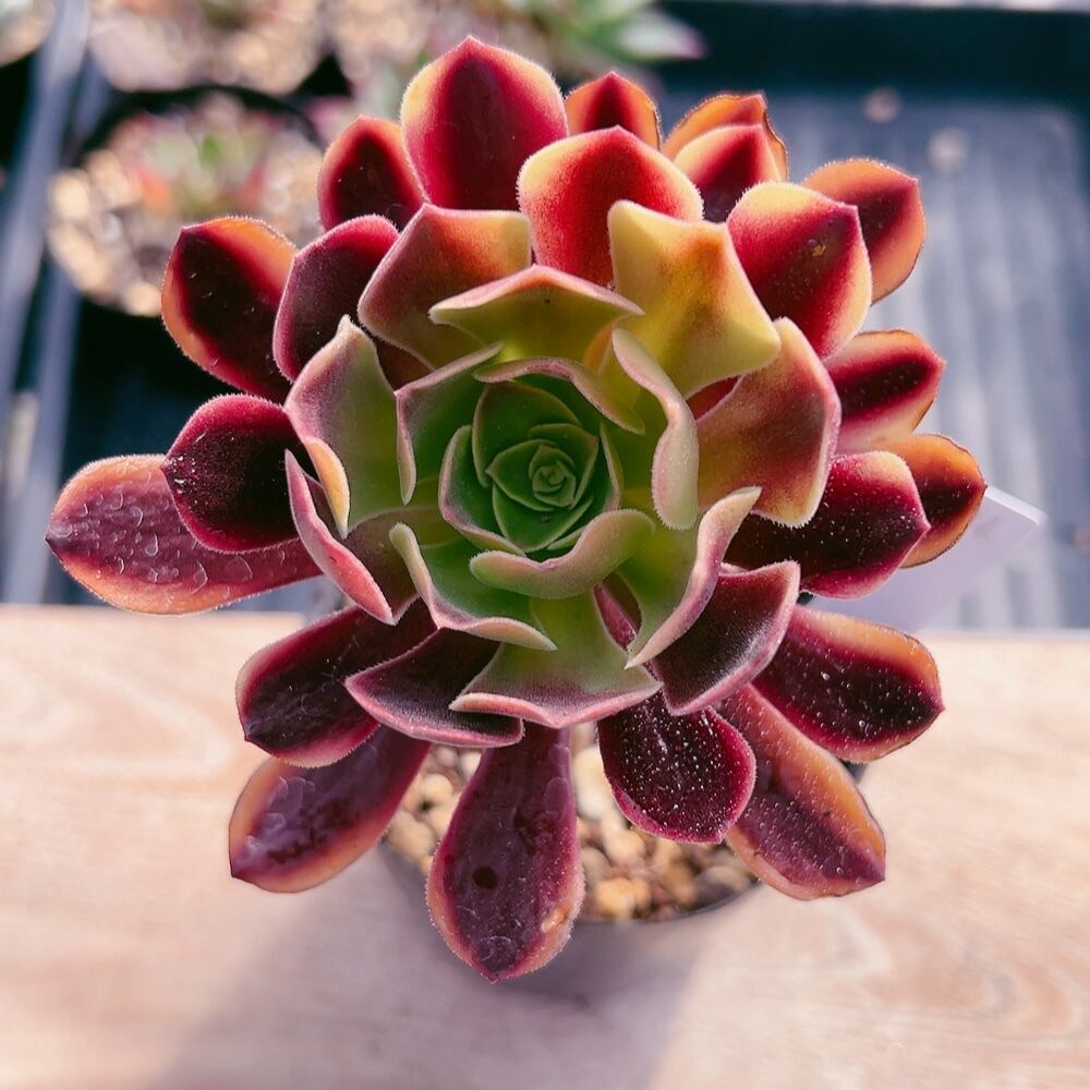 多肉植物【アイスラブリーローズ】カット苗 ラブリーローズ