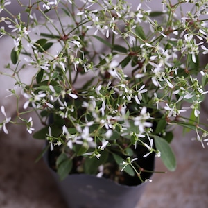 モンディマンシェ　ユーホルビアグラマー　寄せ植えに欠かせない｜白いお花　花期が長い　
