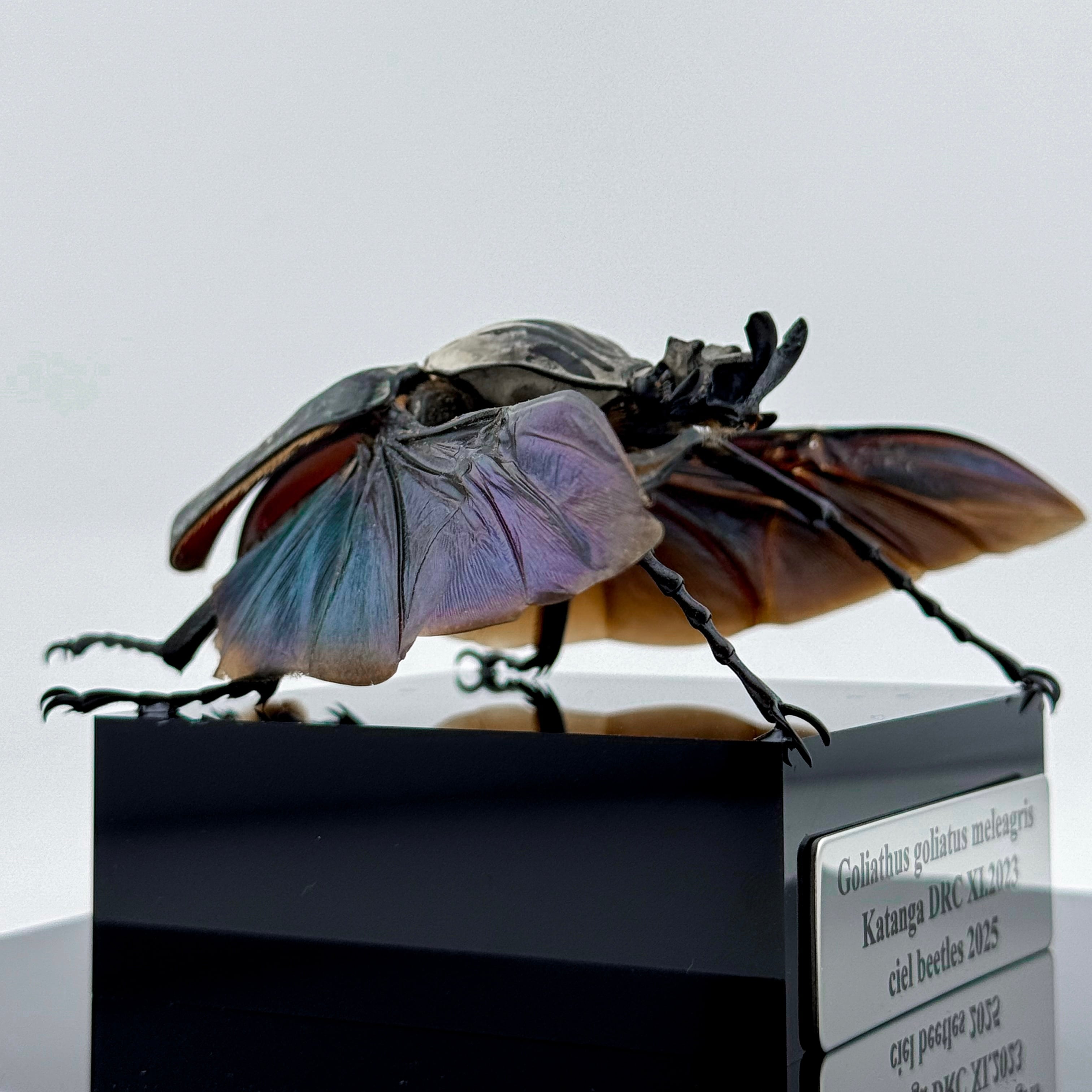 cielbeetles