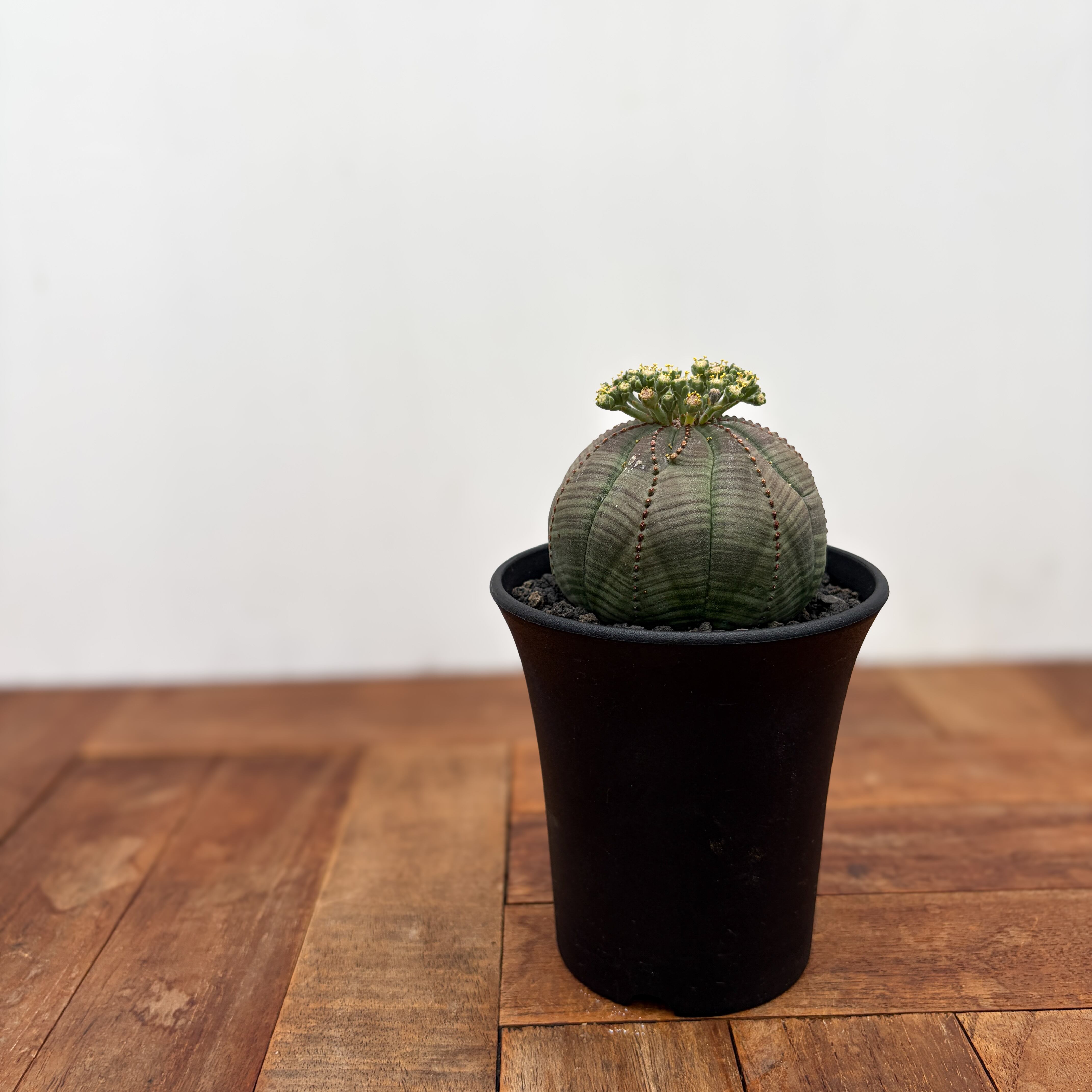 Euphorbia obesa【ユーフォルビア・オベサ・実生】 | RIMO'S GREEN