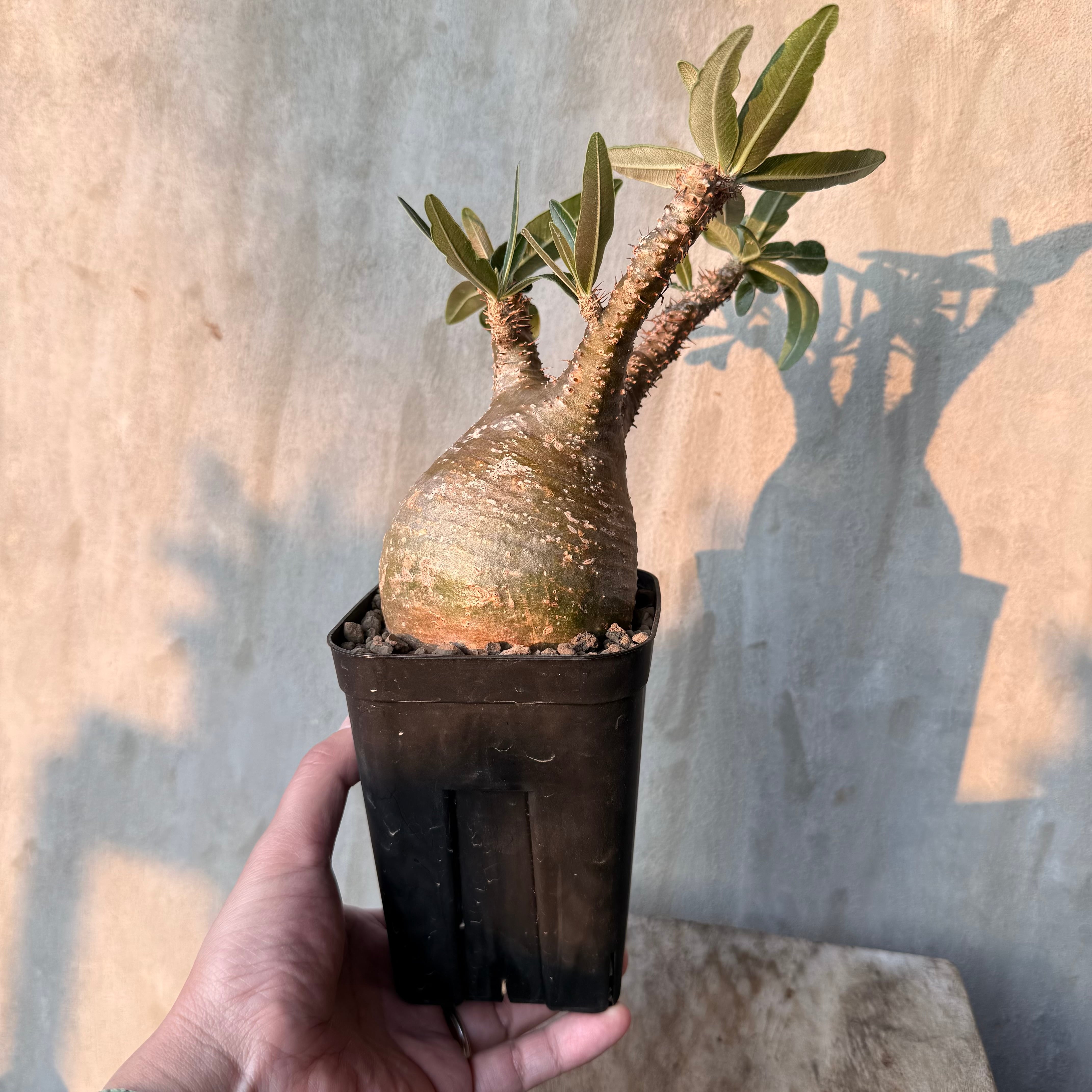 植物 | A-PLANTS