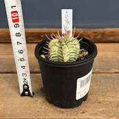 ユーフォルビア メロフォルミス錦【1042】