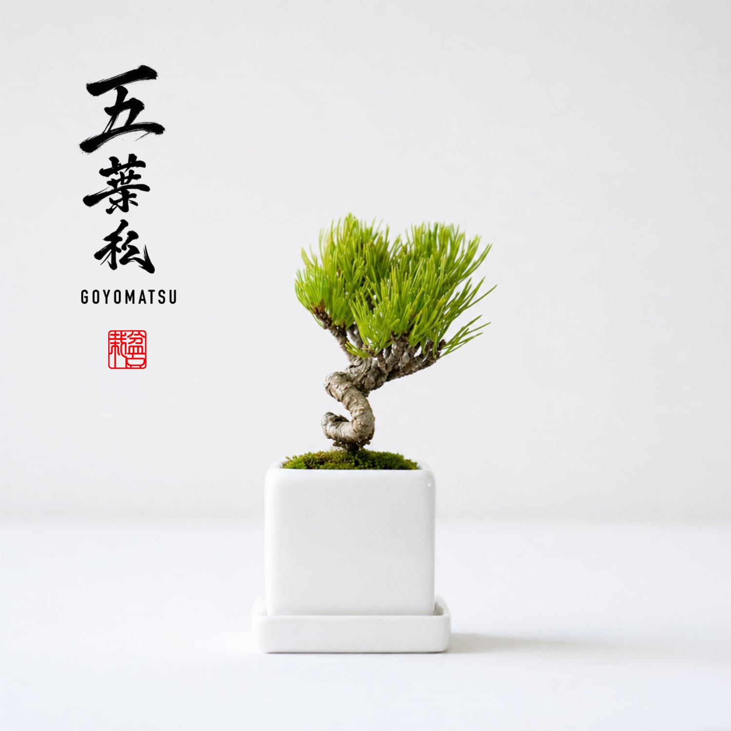 五葉松(ゴヨウマツ)Sサイズ