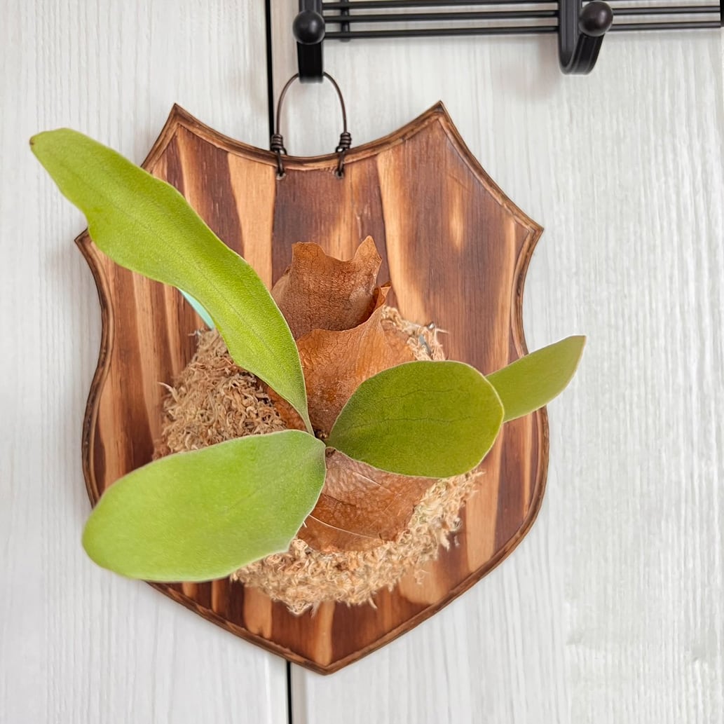 ✨縁起物の仮面付けビフルカツム✨ ビカクシダ ビフルカツム 板付 【観葉植物 室内 コウモリラン