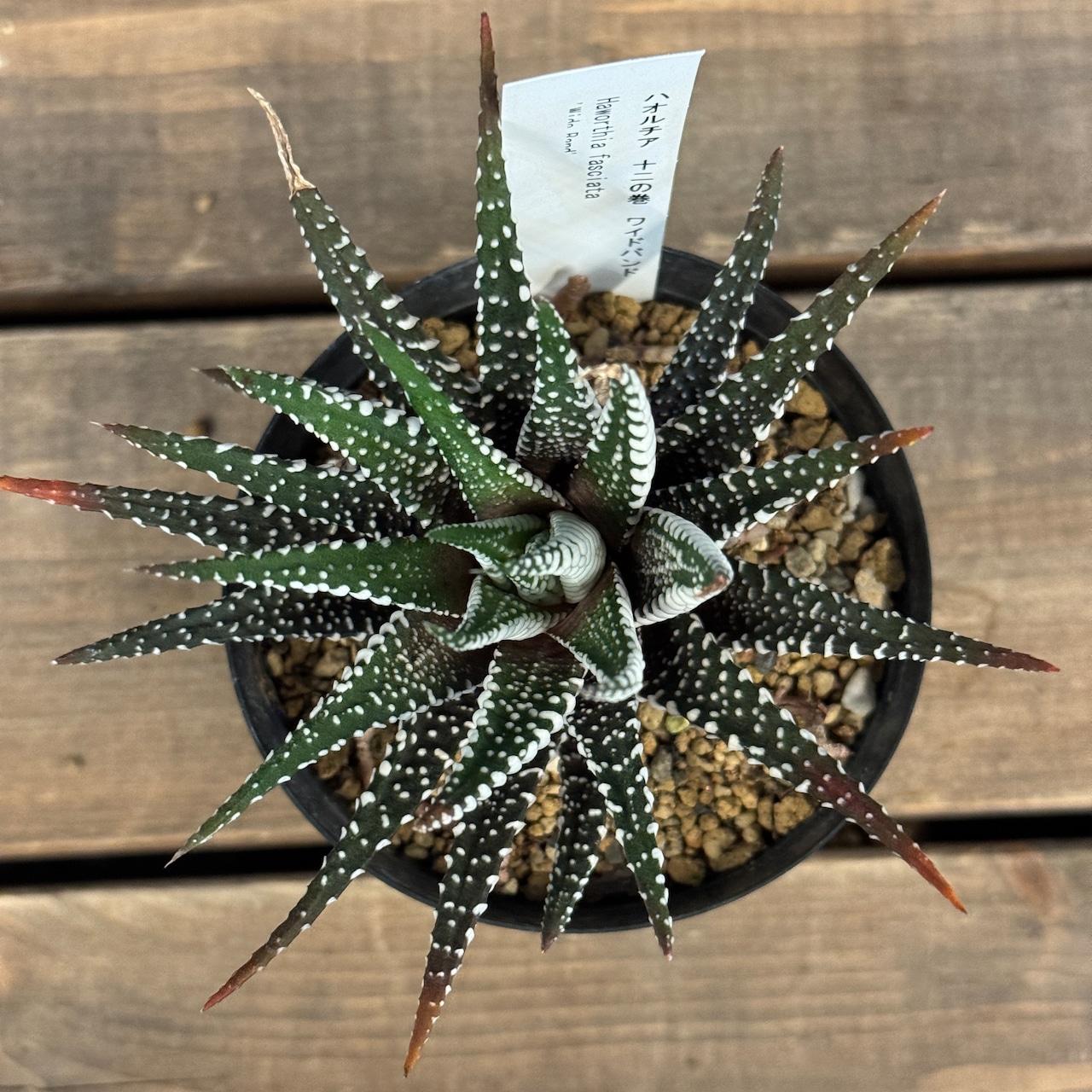 ハオルチア 十二の巻 ワイドバンド【708】