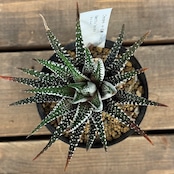 ハオルチア 十二の巻 ワイドバンド【708】