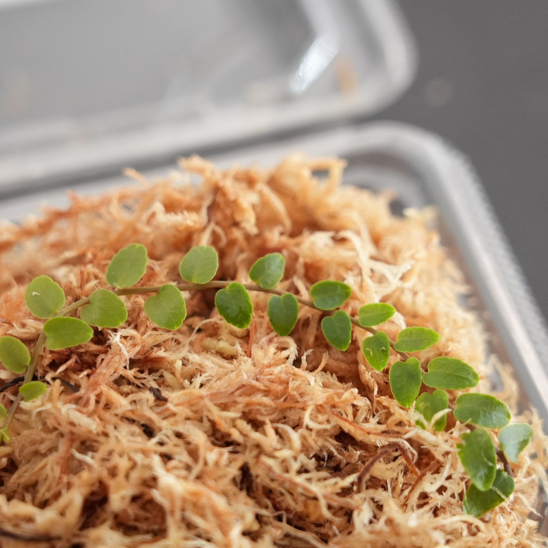 マルクグラビアsp. 