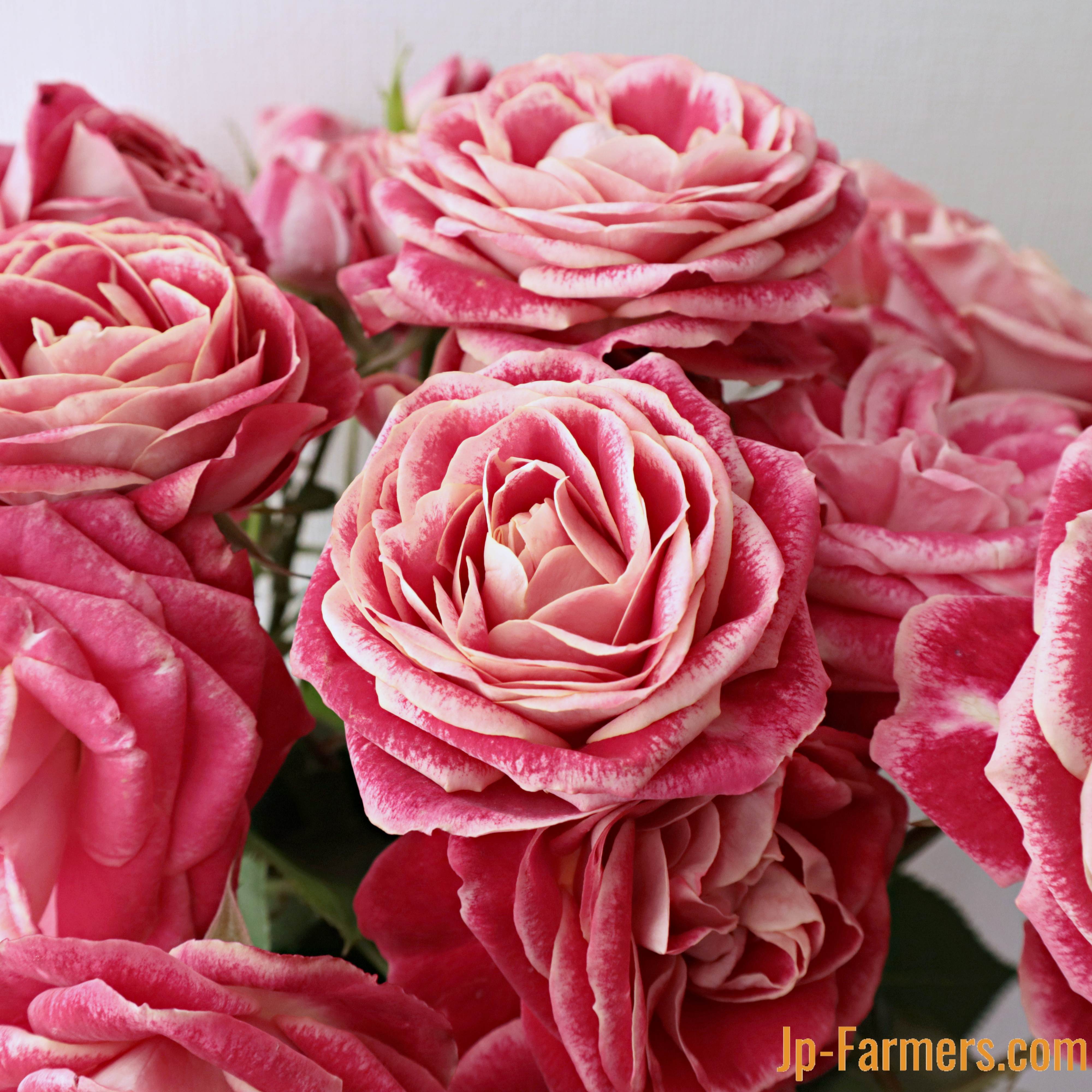 名前から元気でチャーミング FINEROSE ☆SPバラ 品種名