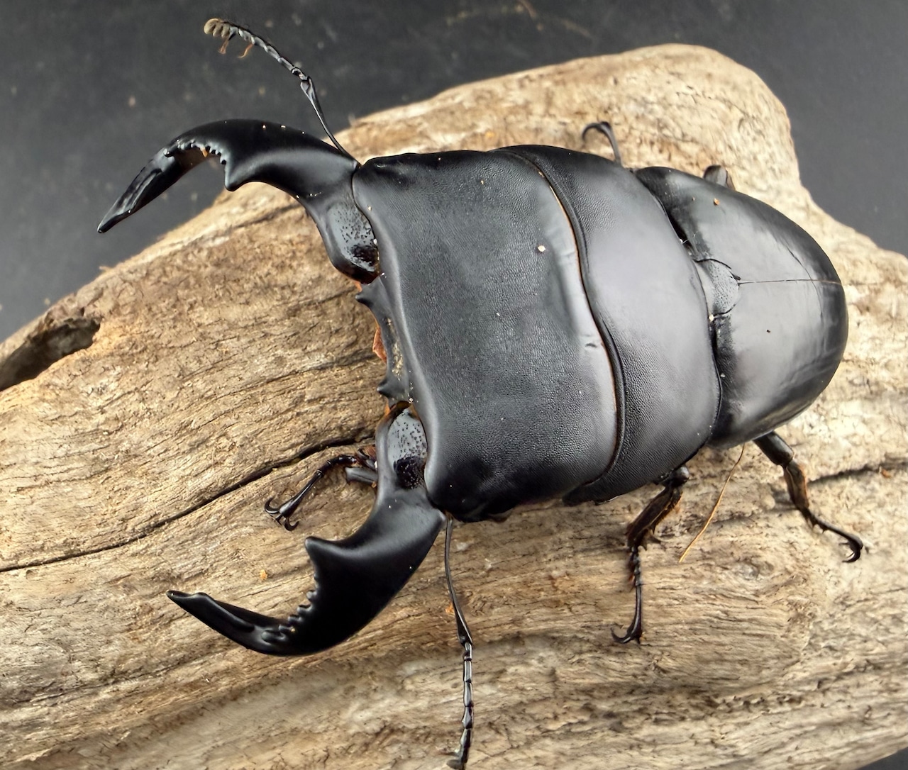 【WD】《ダイオウヒラタ 東ジャワ産 85.5mm ペア》