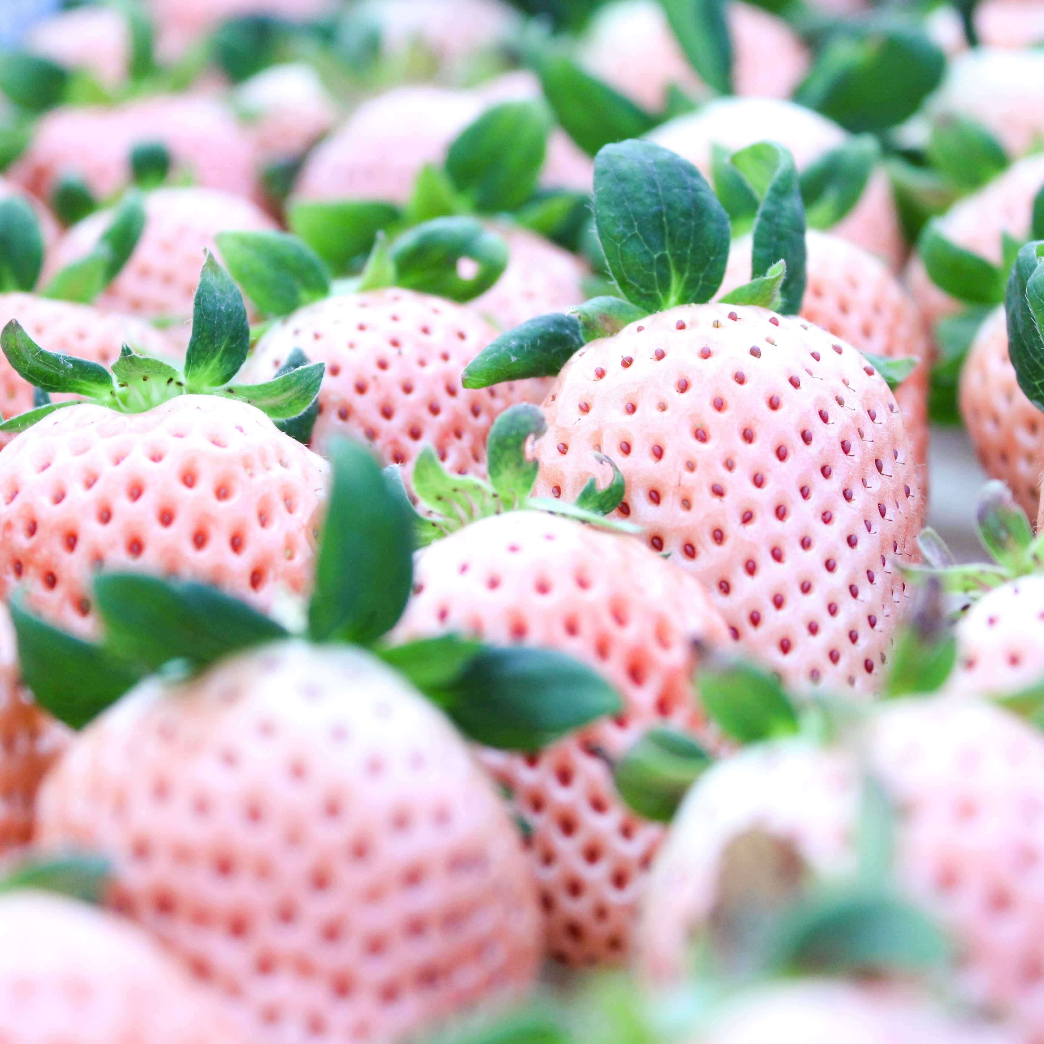 完熟紅白いちごギフト〈粒多め〉 | 完熟クラフト苺「BERRY（ベリー