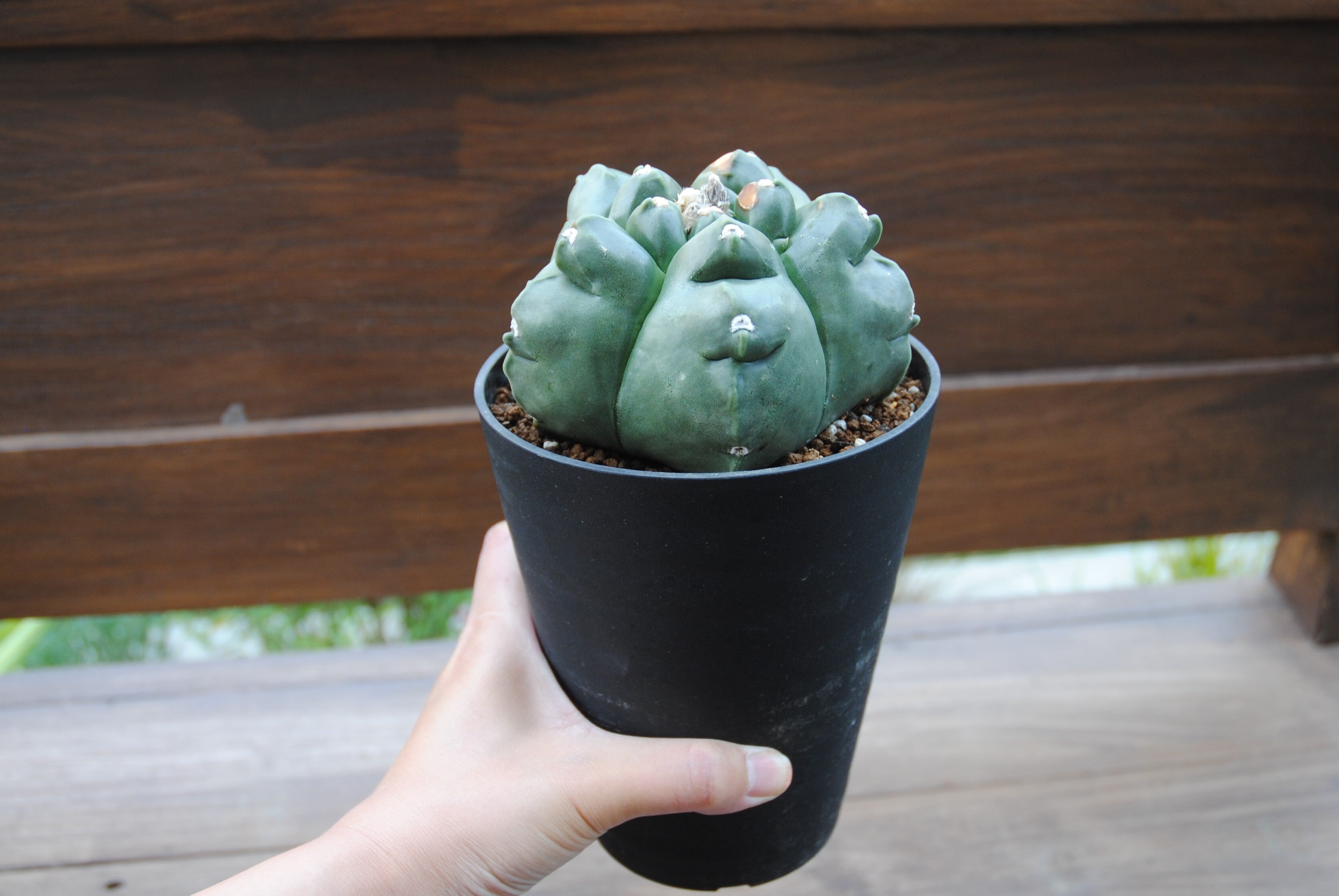 Astrophytum sp. アストロフィツム 亀甲ヘキラン サボテン | plants