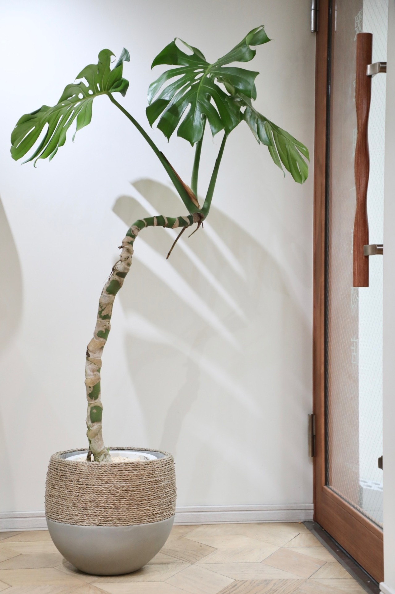 【渋谷区周辺エリア配送無料】【L/155cm】モンステラ デリシオーサ ※陶器鉢カバー別売