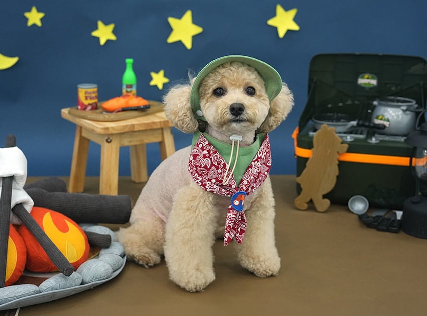 outdoor scarf & hat set 2color / 犬用 帽子 ケープ バンダナ cape スカーフ アクセサリー ドッグウェア ペット用 cap 被り物 お揃い 撮影会 インスタ映え 小型犬 お出かけ キャップハット ban20