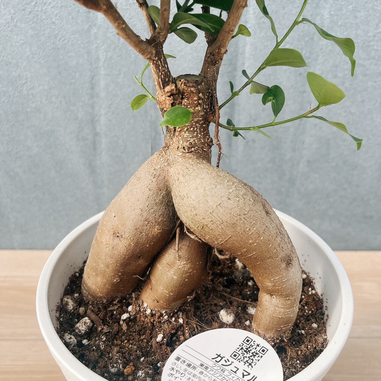 現品］5番 ガジュマル 接木 6号 観葉植物 室内 ニンジンガジュマル