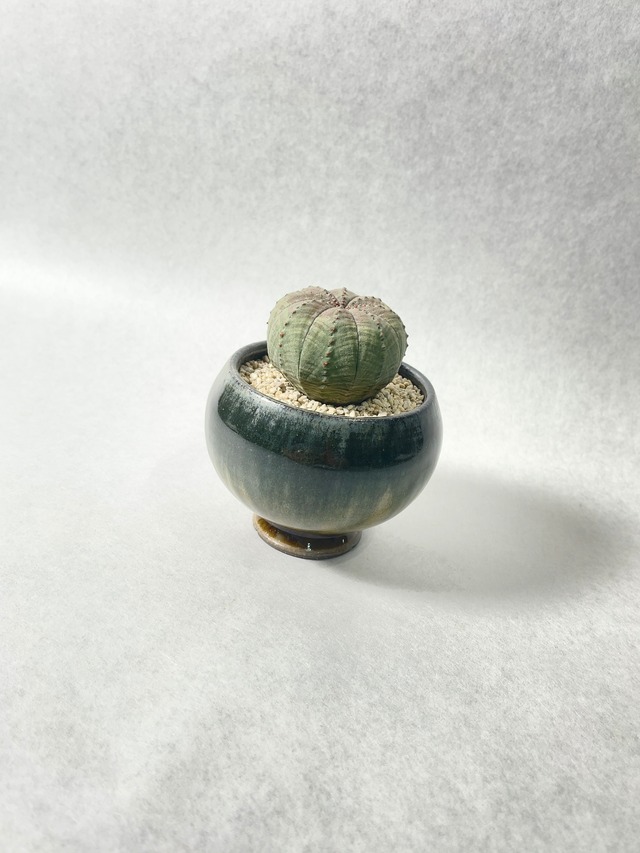 ユーフォルビア・オベサ