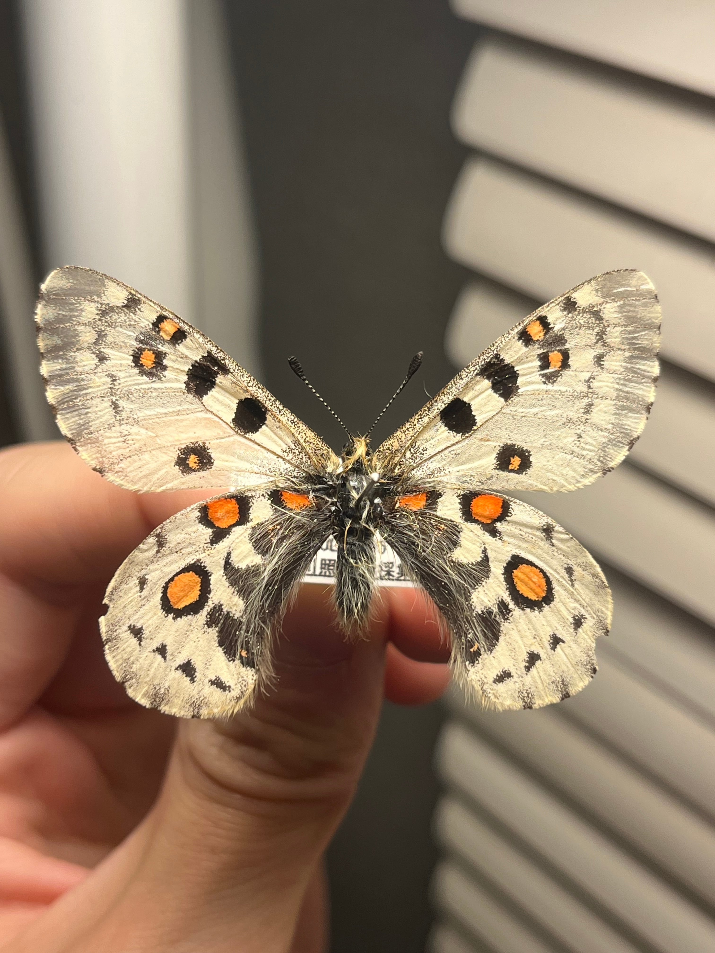 蝶・蛾 | オモニキチュウ