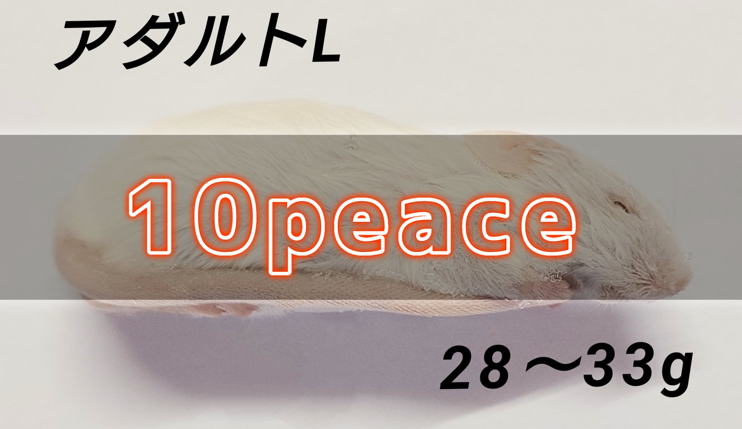 【冷凍/送料込】アダルトマウス50匹 冷凍マウスアダルトM 16～22g(50匹).送料込み！ 冷凍マウスアダルトM16