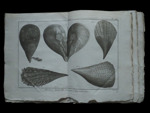 HISTOIRE NATURELLE , Coquilles Bivalves