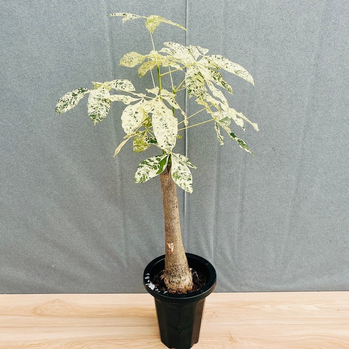 現品］【希少】12番 パキラ 斑入り ミルキーウェイ 接木 幹太 7号 観葉