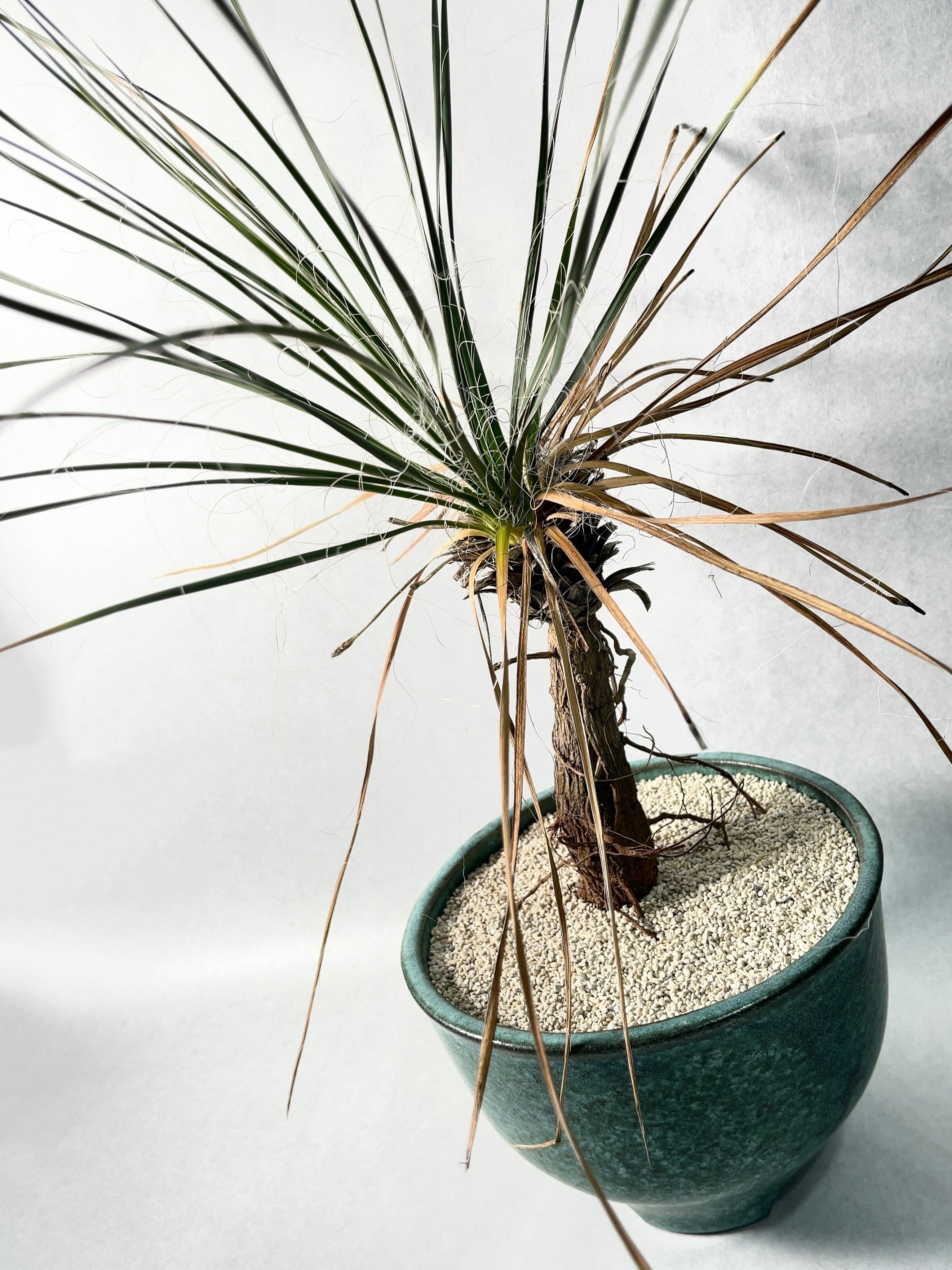 ユッカ・エラータ | trigger