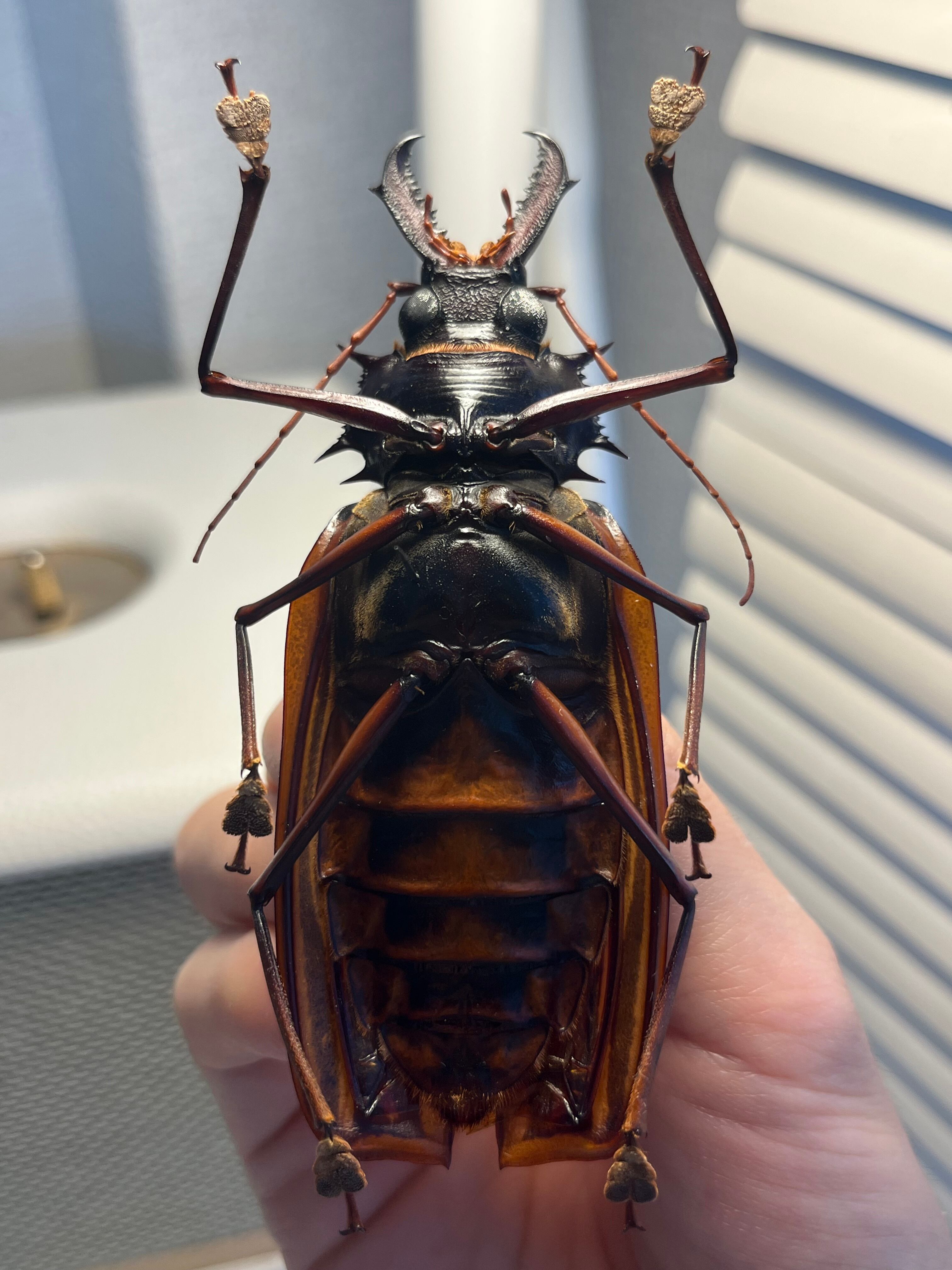 106mm♀】オオキバウスバカミキリ標本 Macrodontia cervicornis昆虫