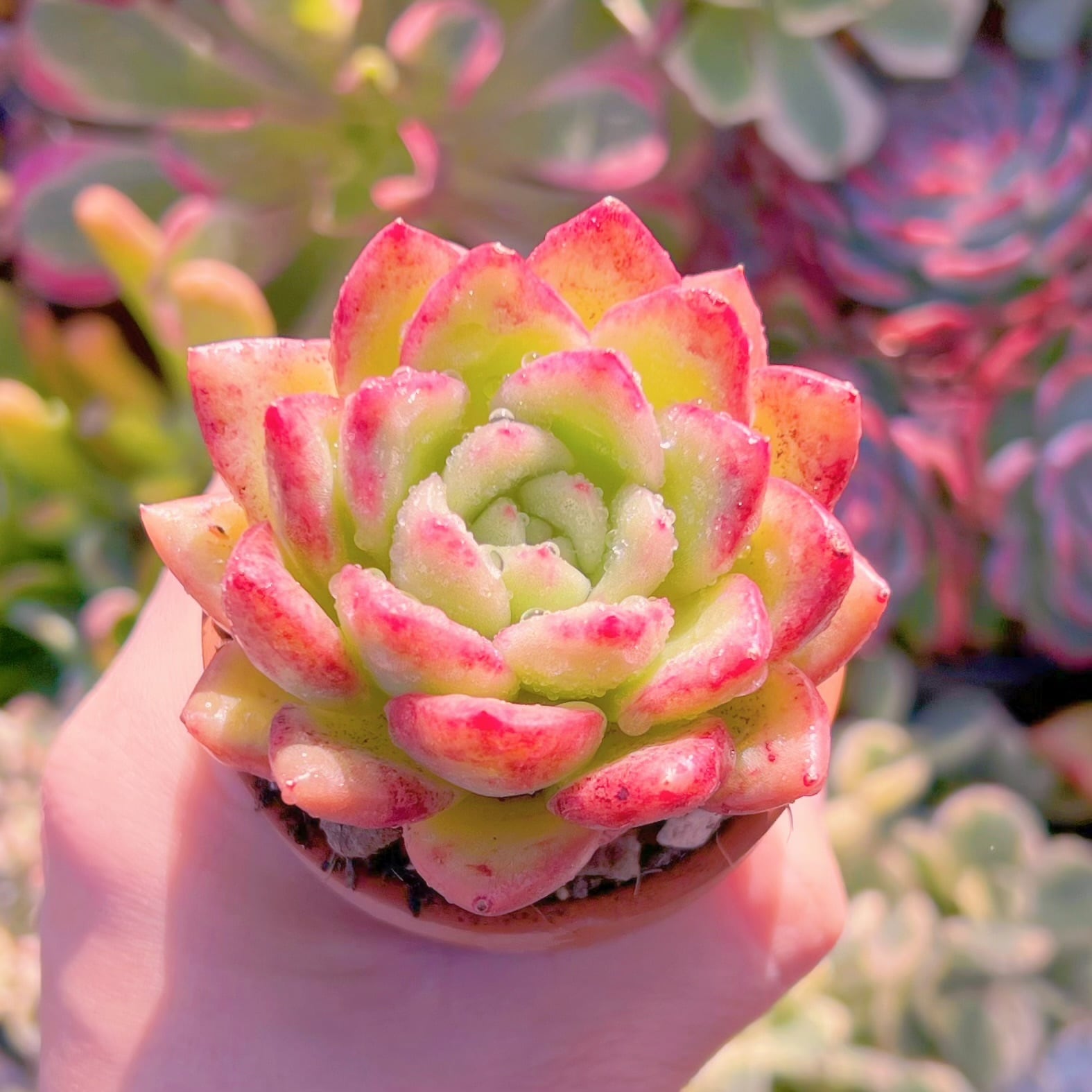 536ade0279283e66d309cf85081ffb