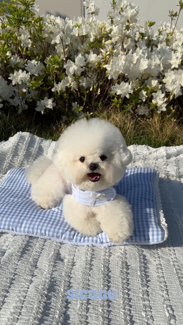 〈 訳ありアイテム 〉SICGGU / ルルブルーハーネス XSサイズ