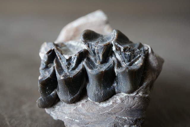 メリコイドドン歯化石　Merycoidodon　1056